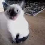 Сиамская кошка (котенок)
