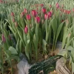 тюльпаны оптом к  8 Марта