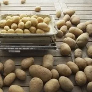  Продам картофель  домашний