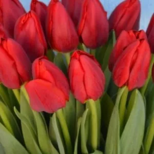 Продам тюльпаны оптом к 8 марта