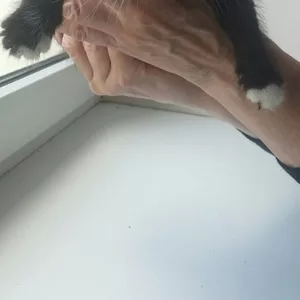  Котенок в хорошие руки