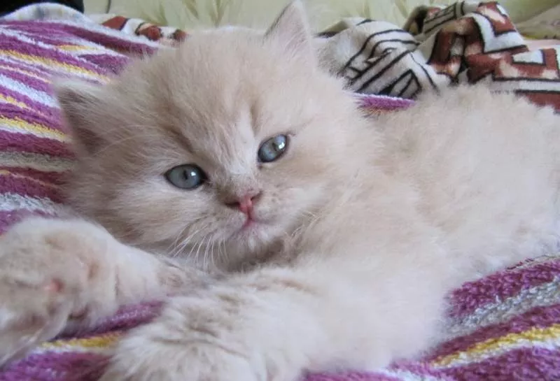 Самые красивые персидские котята в Беларуси! 2