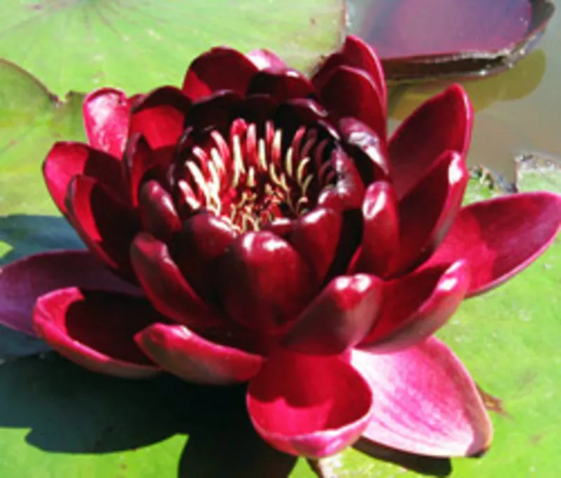     Водная лилия-Нимфея,  розовая,  бордовая и много других различных растений. Гомель. 2