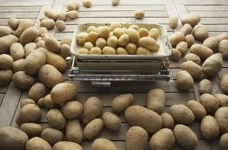  Продам картофель  домашний