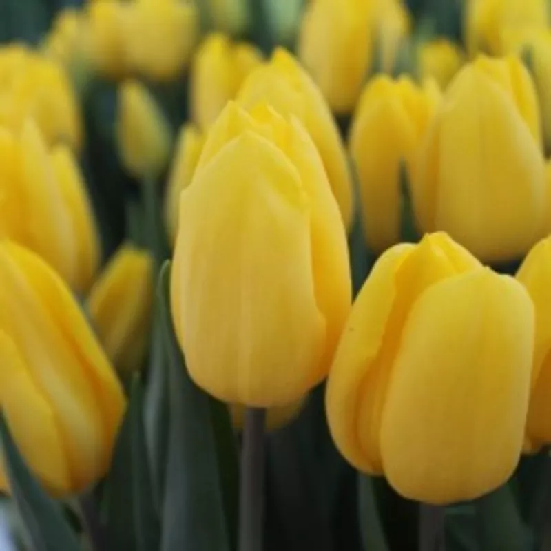 Продам тюльпаны оптом к 8 марта 2
