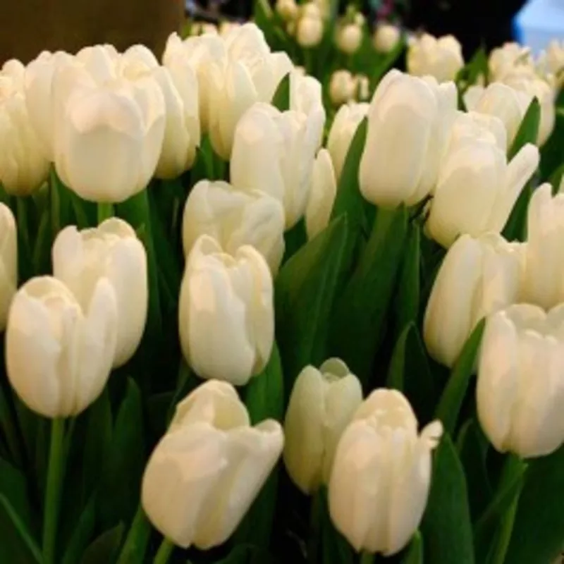 Продам тюльпаны оптом к 8 марта 3