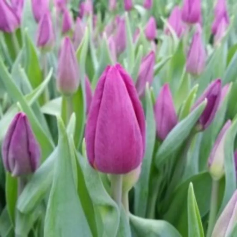 Продам тюльпаны оптом к 8 марта 4
