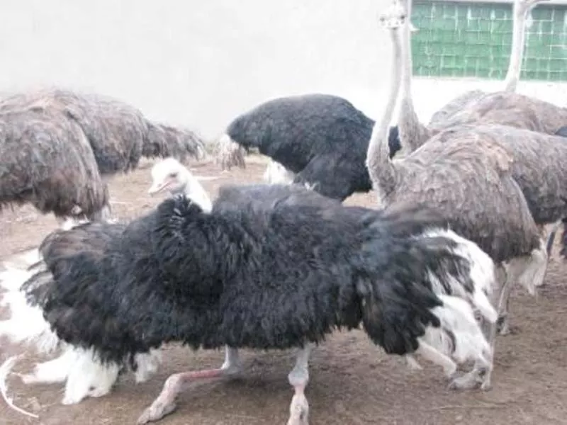 Продаю африканских страусов:птенцы,  взрослые 28гол ( 6 лет )  2